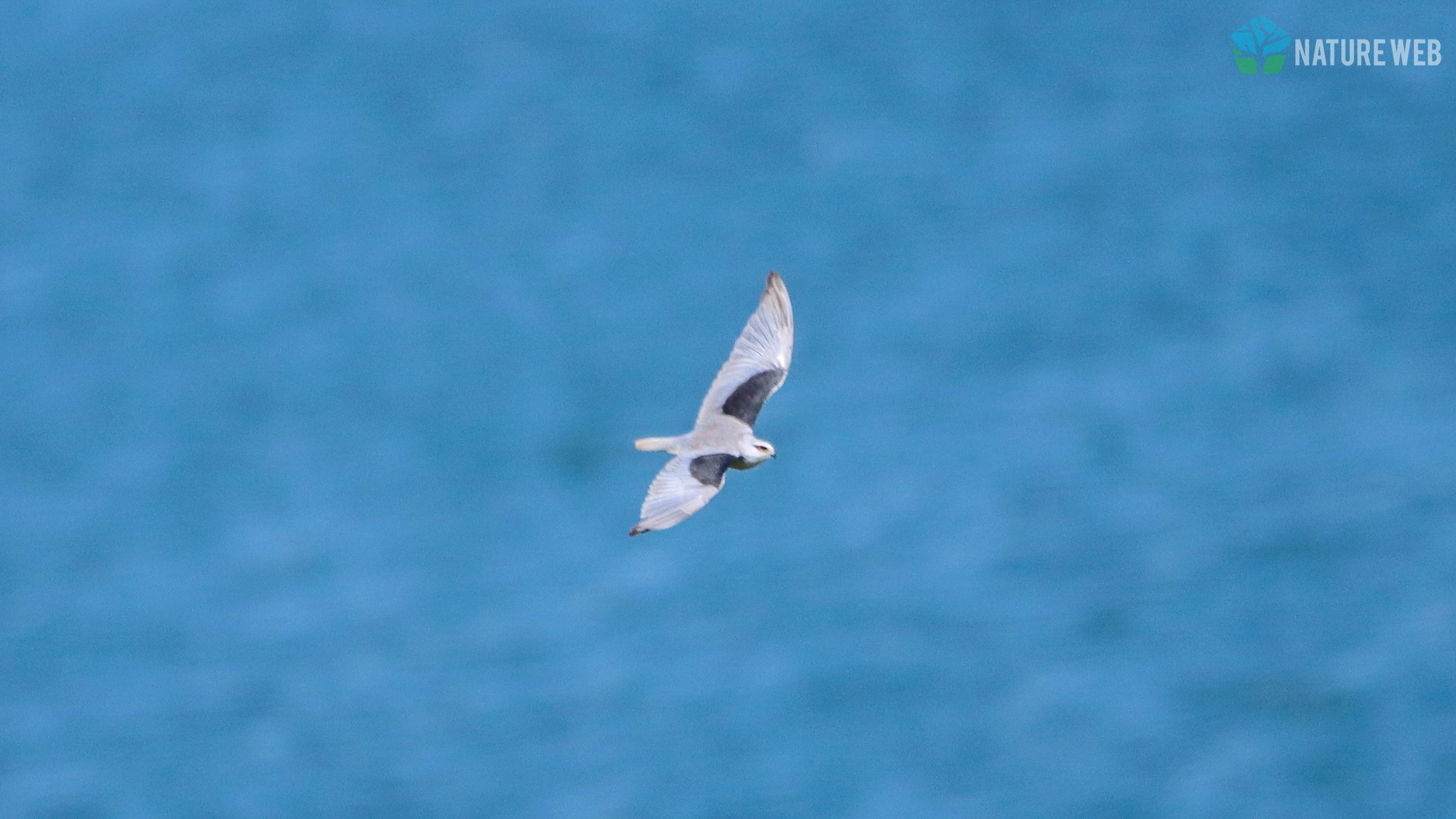 Black-winged Kite